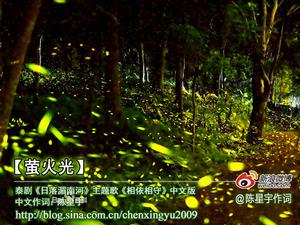 歌曲《螢火光》