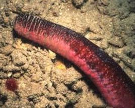 偽指刺錨參 偽指刺錨參