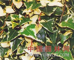 花葉金玉菊 花葉金玉菊