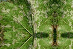 蓖麻疫霉 蓖麻疫霉