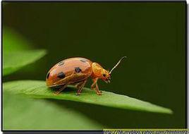 白翅蠟蟬 白翅蠟蟬