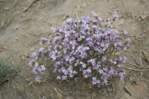 細枝補血草 細枝補血草