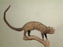 大靈貓印度支那亞種 大靈貓印度支那亞種