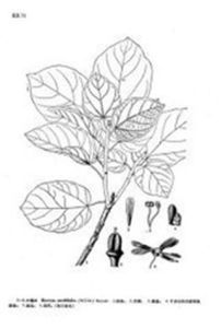 六翅木屬 六翅木屬