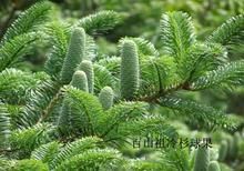 鳳陽山-百山祖國家級自然保護區 