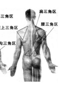 腹股溝淋巴結 腹股溝淋巴結