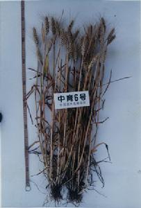 中育6號 中育6號