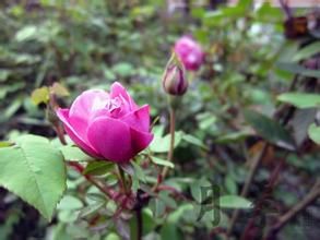 赭白狸藻 赭白狸藻