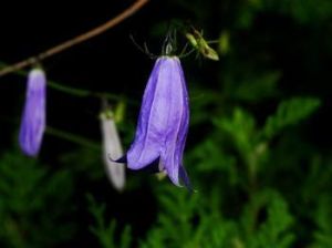 小花沙參 小花沙參