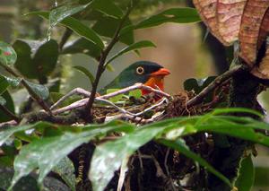 紅胸食果傘鳥 紅胸食果傘鳥