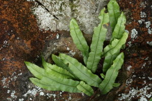 圓基條蕨 圓基條蕨