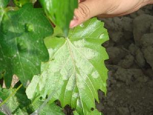 毛氈病由癭蟎引起，主要為害葉片。