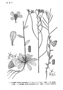 大花南芥 大花南芥