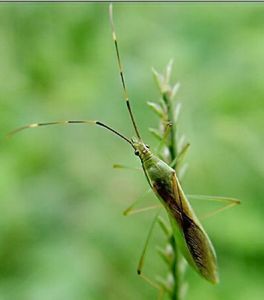 中稻緣蝽 中稻緣蝽