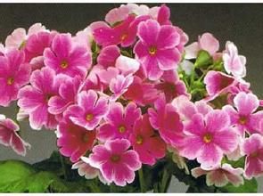 單花小報春 單花小報春