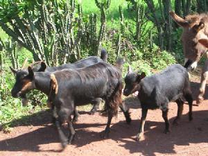 上河川村畜牧業
