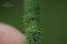 提木西草局部放大圖及植株全圖