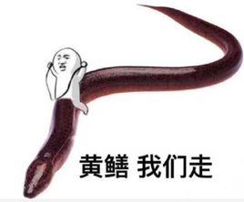 黃鱔我們走 黃鱔我們走