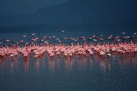 納瓦沙湖 納瓦沙湖