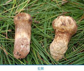 黃泥塘村[雲南省姚安縣官屯鎮下轄村]