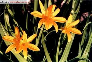 大苞萱草 大苞萱草