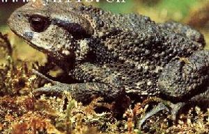 （圖）華西蟾蜍