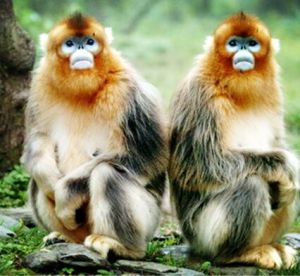 金絲猴自然保護區