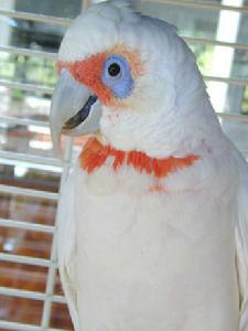 紅肛鳳頭鸚鵡