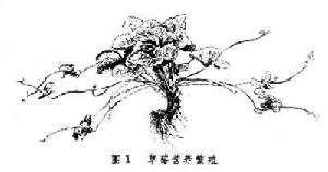 植物營養繁殖 植物營養繁殖