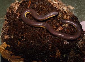 （圖）版納魚螈