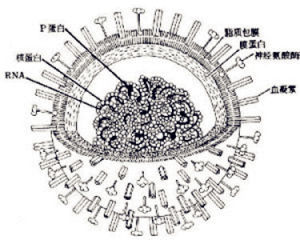 乙型流感 乙型流感