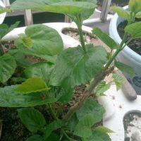 農桑14號 農桑14號