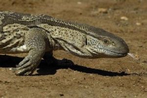 白喉巨蜥 白喉巨蜥