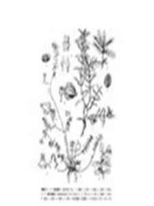 新竹地錦 新竹地錦