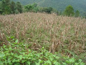 金鋼鑽村 金鋼鑽村