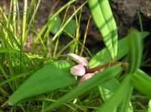 輪葉黃精 輪葉黃精