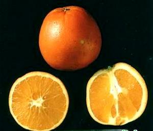 華盛頓臍橙 華盛頓臍橙