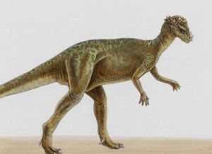 腫頭龍亞目 腫頭龍亞目