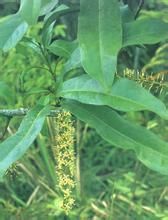 假山龍眼 假山龍眼