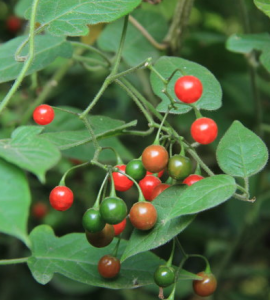 千年不爛心 千年不爛心