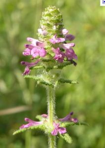 顫喙馬先蒿 顫喙馬先蒿