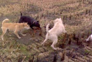 下司獵犬在追趕獵物