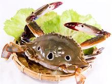 紅星梭子蟹（三眼蟹、三點蟹）