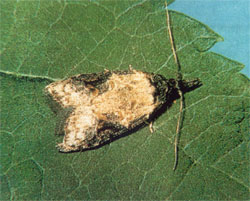 （圖）小食心蟲