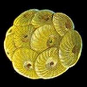 根金藻目 根金藻目