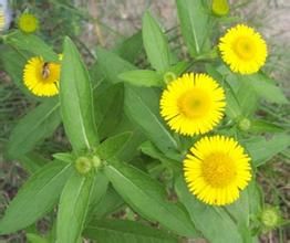 鈍葉旋覆花 鈍葉旋覆花