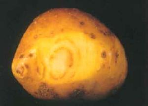 （圖）馬鈴薯帚頂病毒