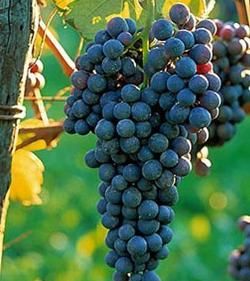 美洲葡萄 美洲葡萄