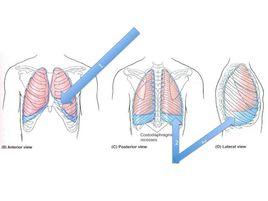 肋縱膈隱窩 肋縱膈隱窩