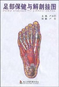 足部保健與解剖掛圖 足部保健與解剖掛圖